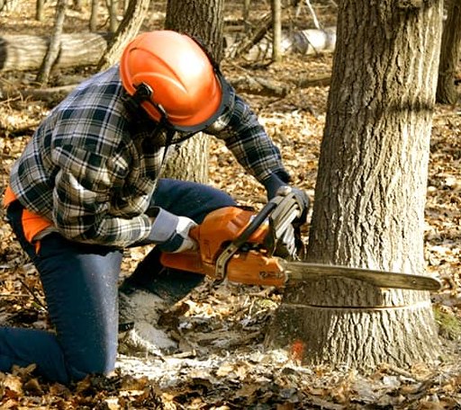 Tree Removal in Hanover, IL